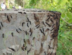 Ribuan Ulat Penuhi Jalan Penghubung Dusun Di Cirebon