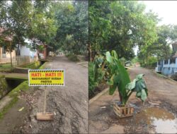 Tak Digubris, Warga Simpayjaya Kembali Tanam Pohon Pisang di Jalan Rusak sebagai Bentuk Protes