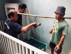 Dari Limbah Jadi Berkah: Kisah Warga Kuningan Ubah Jeroan Ayam Jadi Pundi-Pundi Lele