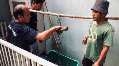 Dari Limbah Jadi Berkah: Kisah Warga Kuningan Ubah Jeroan Ayam Jadi Pundi-Pundi Lele