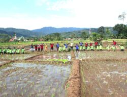 Kuningan Dorong Kedaulatan Pangan Lewat Tanam Serentak Padi Unggul di Desa Kutaraja