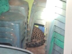 Macan Tutul Masuk Kantor Desa di Kuningan, Dievakuasi Tim BKSDA