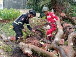 Hujan Deras Bikin Pohon Aren Ambruk, Rumah Warga di Grand Amelia Nyaris Rata Tanah!