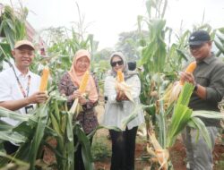 Panen Perdana Jagung di Windusari, BUMDes Karya Ganda Jadi Motor Ketahanan Pangan Desa