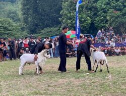 Ratusan Domba Adu Ketangkasan di Kuningan, SKDG Jabar 2025 Meriahkan Lapangan Raksa Buana