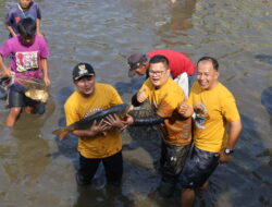 Bupati Dian Ikut Nyebur di Tradisi “Ngobeng Lauk” Situ Cimalongpong, Warga Sorak Saat Ikan 8 Kg Tertangkap