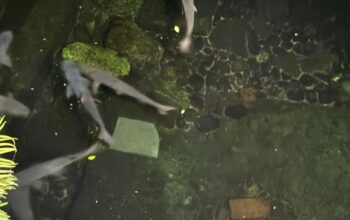 Ikan Dewa di Balong Cigugur Tewas Misterius, Ada Apa dengan Air Kolam?