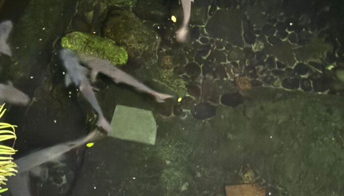 Ikan Dewa di Balong Cigugur Tewas Misterius, Ada Apa dengan Air Kolam?