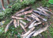 Puluhan Ikan Dewa di Cigugur Kuningan Mati