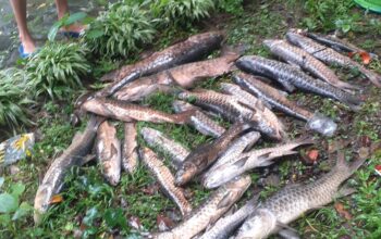 Puluhan Ikan Dewa di Cigugur Kuningan Mati