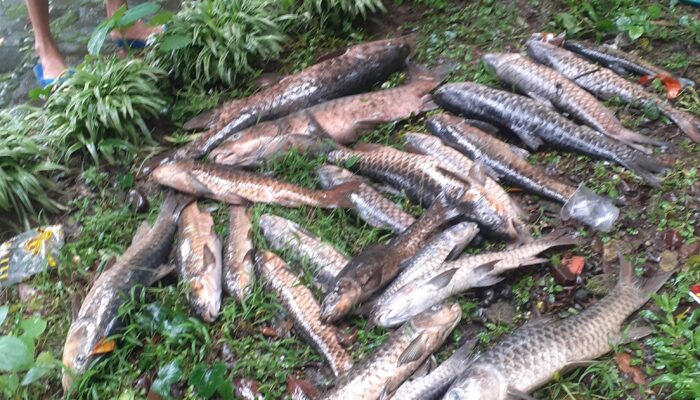 Puluhan Ikan Dewa di Cigugur Kuningan Mati