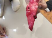 Buah Naga MBG di SMKN 1 Luragung Ditemukan Berulat